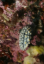 Sipadan_2015_Nudibranche_Phyllidie elegante_ Phyllidia elegans_IMG_2384_rc